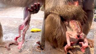Copy of live: Tiny Baby Monkey Needs Extra Love and Care as Mama Gives Warm Protection