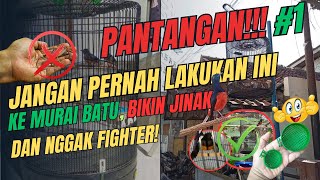 PANTANGAN !! Jangan Pernah Lakukan Ini ke Murai Batu, Bikin Jinak dan Nggak Fighter! #burung #murai