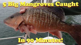 How to Catch Big Mangrove Snappers using live bait with simple & easy Saltwater fishing techniques.