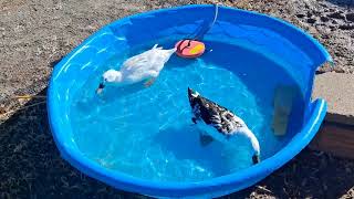 snack time for my ducks