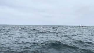 Blue Whale Sighting