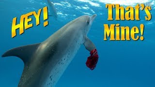 Dolphins Stole my Bandana! (Then we try to get it back!)