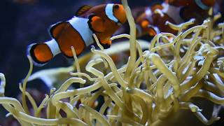 anemones