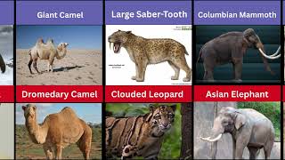 Last Extinct Animals and Their Modern Lookalikes Part 5