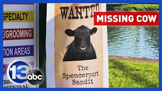 Have you seen the Spencerport Bandit? Cow missing from family's farm