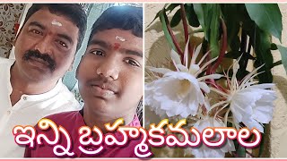 మాపెరట్లో ఈపూలను చూడగానే మావాళ్లు పూజలుమొదలుపెట్టారు🙏ఒకకొమ్మకు ఇన్నిపూల/#brahmakamal kamalakarvlogs
