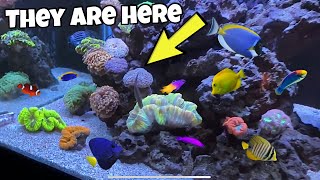 New Coral For MOST EPIC SALTWATER REEF FISH TANK * Colorful *