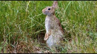 mama Ruby munches on her hind legs in our meadow