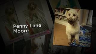 Do goldendoodles like mud?