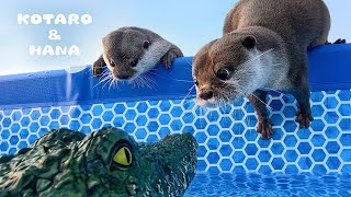 Otters’ Hilarious Reaction to RC Crocodiles in Their Pool