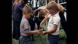 Dutch Traditions: 500th Horse Market in Beusichem (1961)