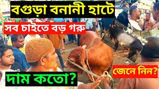 বগুড়া বনানী হাটে কুরবানির সব চাইতে বড় গরু দেখুন, Bogura bonani hat, Waz Bogra