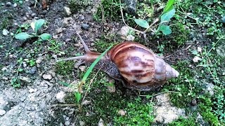 Bekicot Berjalan Mundur 🐌