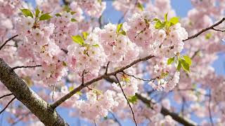 Beautiful Relaxing Music • Romantic Japanese Music for Relaxation,  Piano Music for Sleeping,