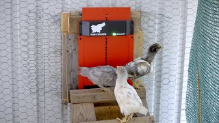 Installing the Run-Chicken Eternal BT Automated Chicken Door