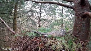 Goshawk nest in The New Forest - Forestry England | Live Stream