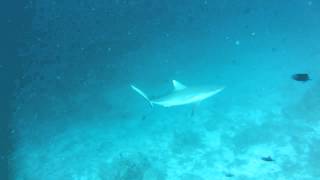 Sharks