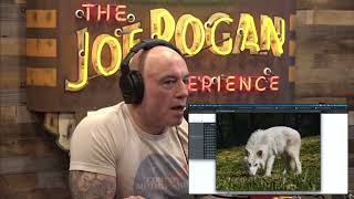 JRE | Colossal Biosciences CEO tells joe Rogan how they brought back dire wolves 