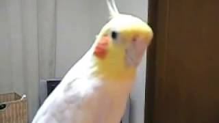 Cockatiel