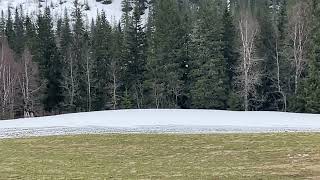 Moose by the road, mother moose and 2 calfs- Norway!!
