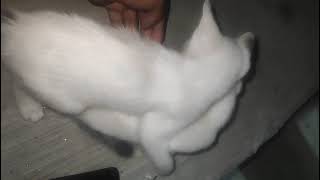 Cute 2 ta cat