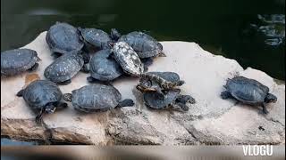 swimming turtles in pond   #turtles #group of turtles  #Nhorasvlog