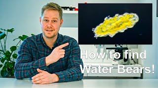 How to Easily Find Tardigrades Anywhere!