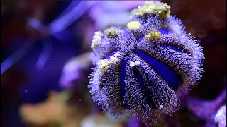 Best clean up crew for a reef tank ?