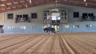 Fancy 2 yr old filly by Tricked Out Spook