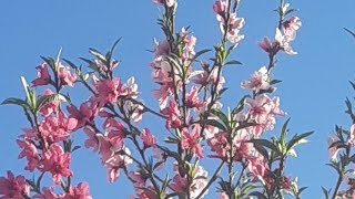 Silent live Peach tree flowers blossom 🌸🍑 #silent #peaches #Livestream