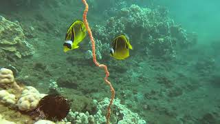 Diving Ulua Beach 220409