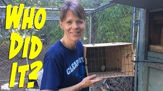 We Have An Egg Thief!