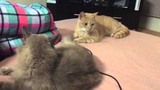 Two of the most idiotic cats. Watch until the end.