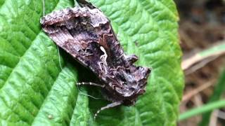 Backyard Critters: Butterflies & Moths