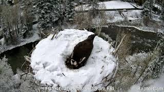 Four eggs!