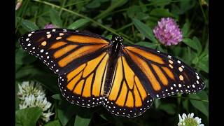 Taita Maraga Selo Rumana Official Videos (Shared)