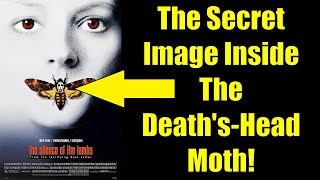 The Secret Image Inside The Death's-Head Moth!