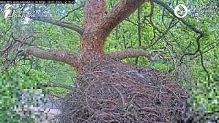 Vistu vanags  (Accipiter gentilis) BKUS teritorijā 1.ligzda