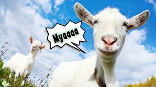THE ALMIGHTY GOAT