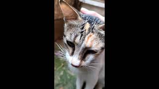 Naughty Kitten Playing Video