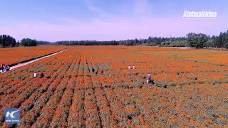 Orange flowers cast glow of prosperous future for farmers in China's Xinjiang