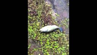 Bass fishing