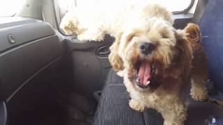 Am condus duba incarcata