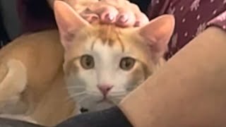 Street kitten ignored by everyone finds a home