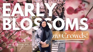 Where to See Early Cherry Blossoms in Japan | Izu Peninsula Day Trip & Tokyo Vlog