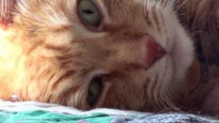 Cat Burglar