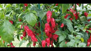 Bhut Jolokia update........ 10/22