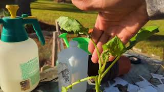 Monday Garden Walkthrough!!!