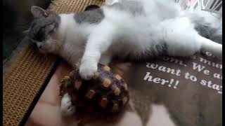 Best Friend's/#shortvideo 