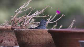 ROBIN, MAGPIE   2025 11 02 3P9A0996mp4